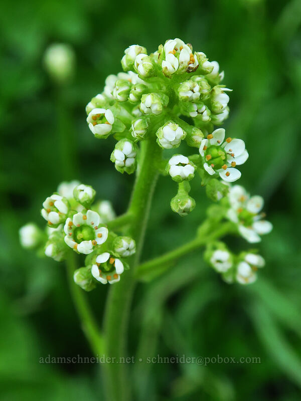 Oregon saxifrage (Micranthes oregana (Saxifraga oregana)) [Bonney Meadows, Mt. Hood National Forest, Hood River County, Oregon]