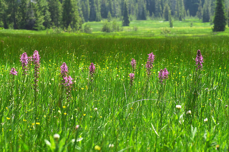 elephant's-head lousewort (Pedicularis groenlandica) [Bonney Meadows, Mt. Hood National Forest, Hood River County, Oregon]