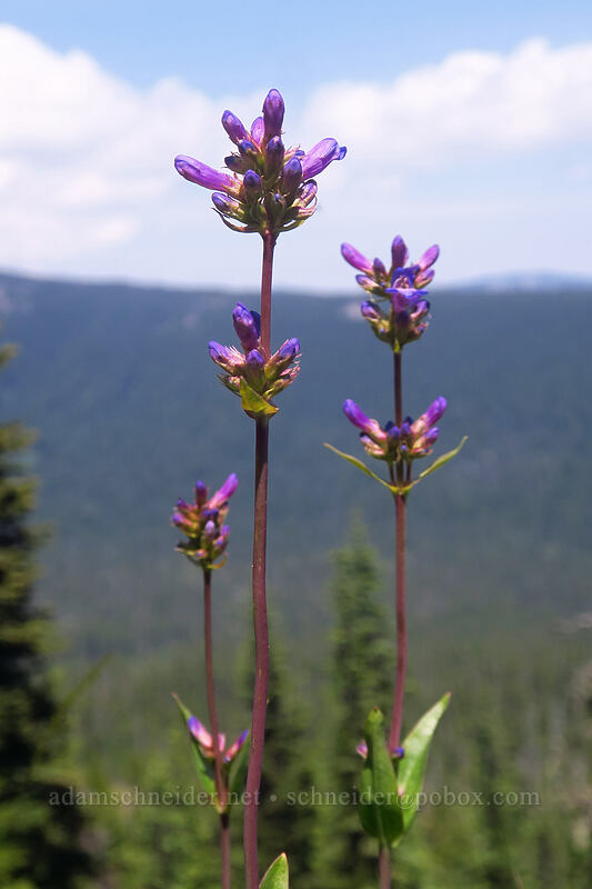 glaucous penstemon (Penstemon euglaucus) [Forest Creek Trail, Mt. Hood National Forest, Hood River County, Oregon]