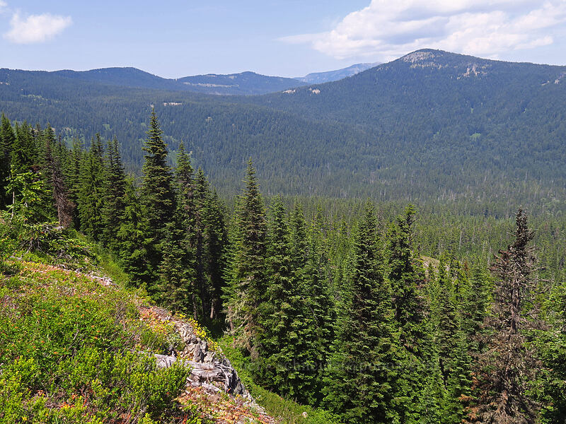 view to the northeast [Forest Creek Trail, Mt. Hood National Forest, Hood River County, Oregon]
