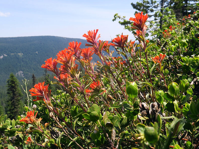 paintbrush (Castilleja sp.) [Forest Creek Trail, Mt. Hood National Forest, Hood River County, Oregon]