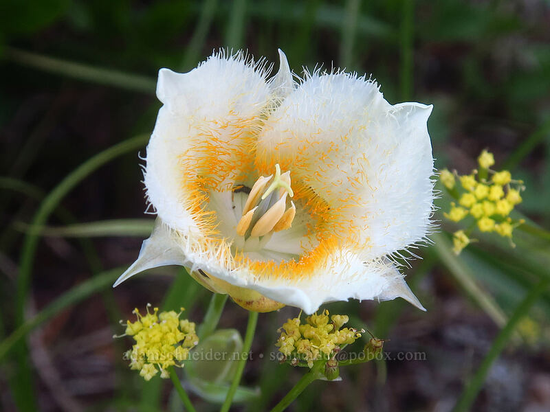 mariposa lily & desert parsley (Calochortus subalpinus, Lomatium martindalei) [Forest Creek Trail, Mt. Hood National Forest, Hood River County, Oregon]