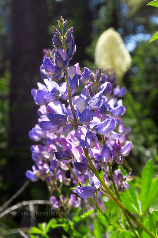 broad-leaf lupine (Lupinus latifolius) [Forest Creek Trail, Mt. Hood National Forest, Hood River County, Oregon]