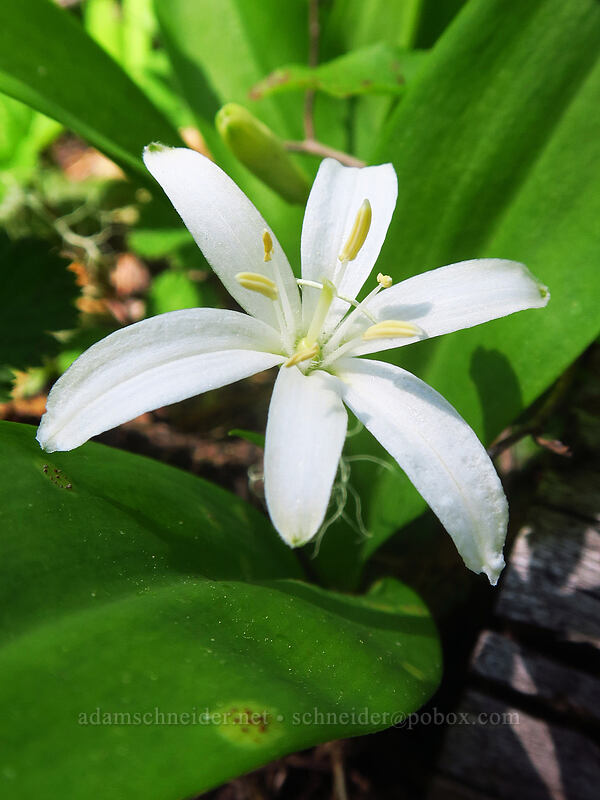 bead lily (Clintonia uniflora) [Forest Creek Trail, Mt. Hood National Forest, Wasco County, Oregon]