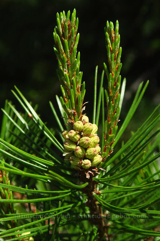lodgepole pine flowers (Pinus contorta ssp. murrayana) [Forest Road 4881-123, Mt. Hood National Forest, Wasco County, Oregon]