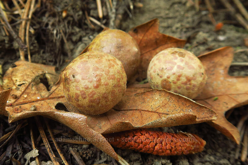 speckled gall wasp galls on an oak leaf (Cynips mirabilis (Besbicus mirabilis), Quercus garryana) [Tygh Creek Trail, Badger Creek Wilderness, Wasco County, Oregon]