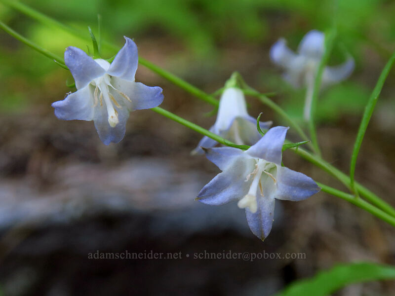 Scouler's harebells (Campanula scouleri) [Tygh Creek Trail, Badger Creek Wilderness, Wasco County, Oregon]