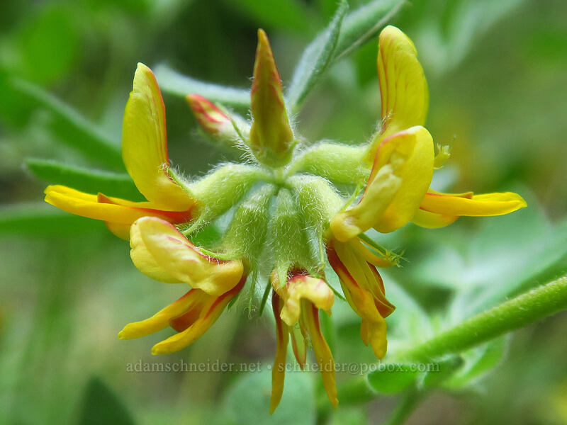 Nevada deer-vetch (Acmispon nevadensis (Lotus nevadensis)) [Tygh Creek Trail, Badger Creek Wilderness, Wasco County, Oregon]