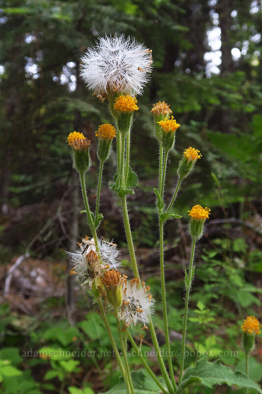 rayless arnica (Arnica discoidea) [Tygh Creek Trail, Badger Creek Wilderness, Wasco County, Oregon]