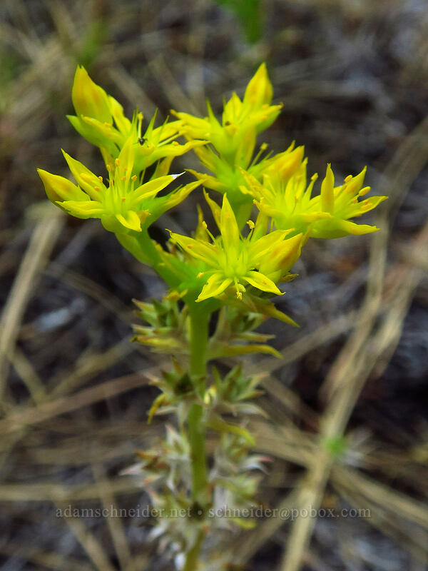 worm-leaf stonecrop (Sedum stenopetalum) [Tygh Creek Trail, Badger Creek Wilderness, Wasco County, Oregon]