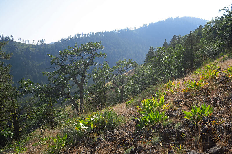 Tygh Creek Valley [Tygh Creek Trail, Badger Creek Wilderness, Wasco County, Oregon]
