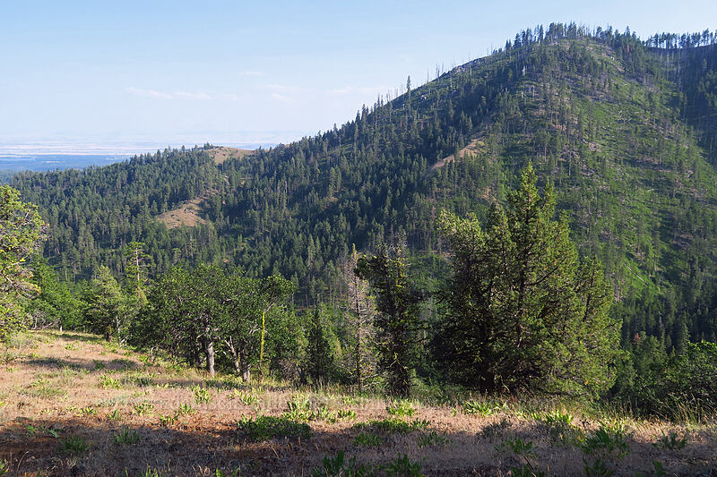 Ball Point [Tygh Creek Trail, Badger Creek Wilderness, Wasco County, Oregon]