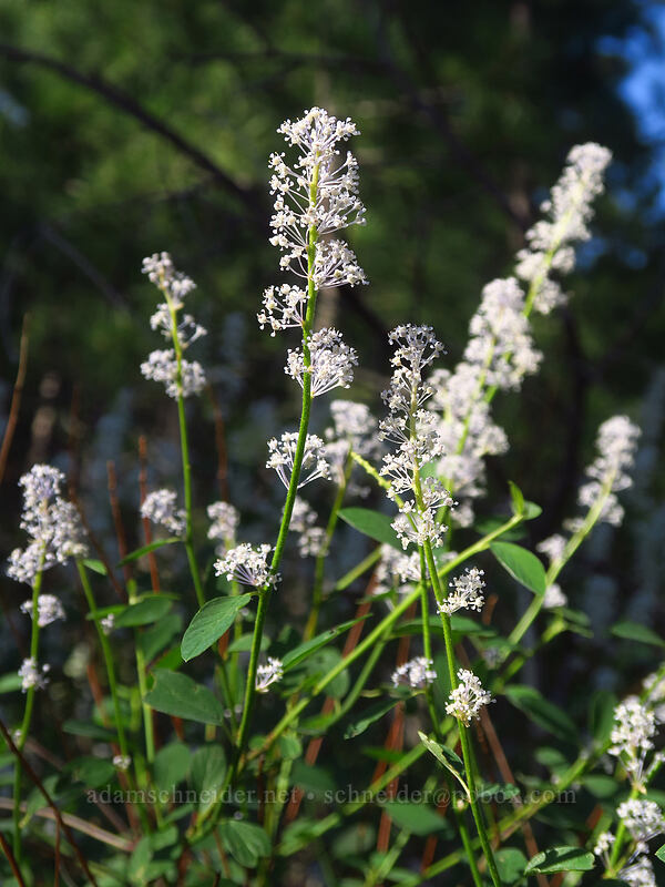 deer-brush (Ceanothus integerrimus) [Tygh Creek Trail, Badger Creek Wilderness, Wasco County, Oregon]