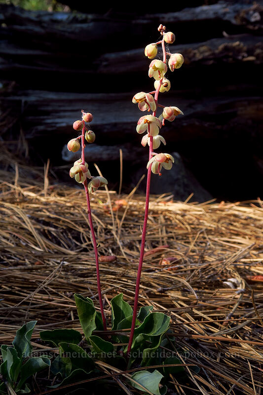 tooth-leaf pyrola (Pyrola dentata (Pyrola picta)) [Tygh Creek Trail, Badger Creek Wilderness, Wasco County, Oregon]