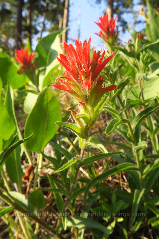 acute paintbrush (Castilleja hispida var. acuta) [Tygh Creek Trail, Badger Creek Wilderness, Wasco County, Oregon]
