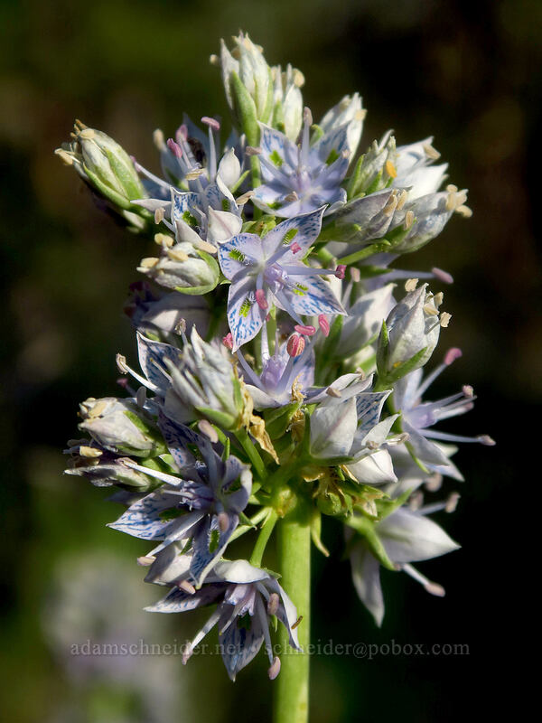 white-stem frasera (Frasera albicaulis var. columbiana (Swertia columbiana)) [Tygh Creek Trail, Badger Creek Wilderness, Wasco County, Oregon]