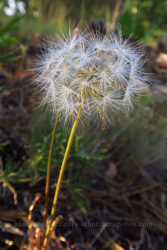agoseris, gone to seed (Agoseris sp.) [Tygh Creek Trail, Badger Creek Wilderness, Wasco County, Oregon]