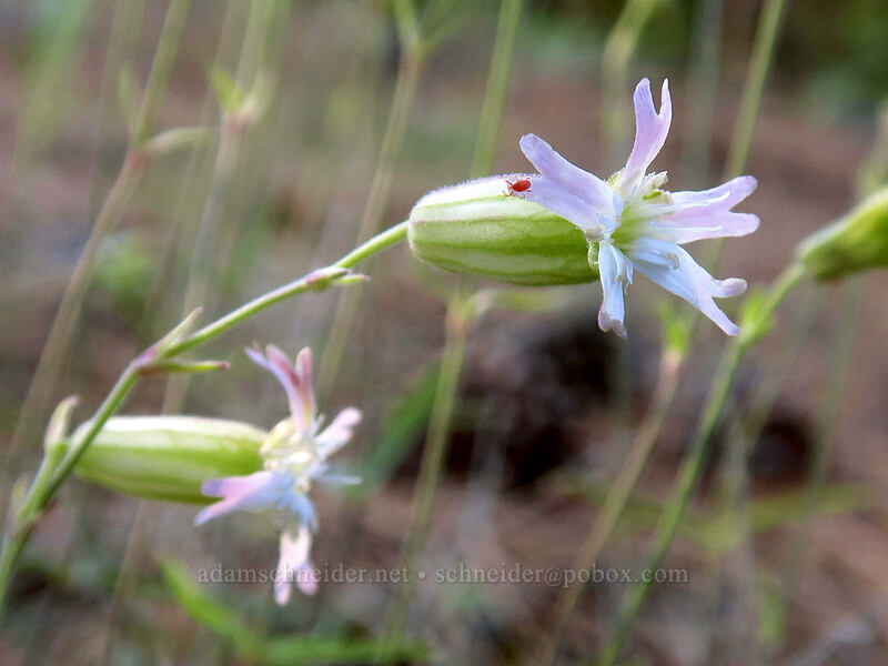Douglas' catchfly (Silene douglasii) [Tygh Creek Trail, Badger Creek Wilderness, Wasco County, Oregon]