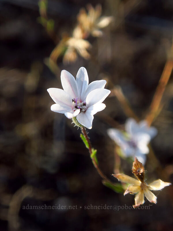 rough eyelash-weed (Blepharipappus scaber) [Tygh Creek Trail, Badger Creek Wilderness, Wasco County, Oregon]