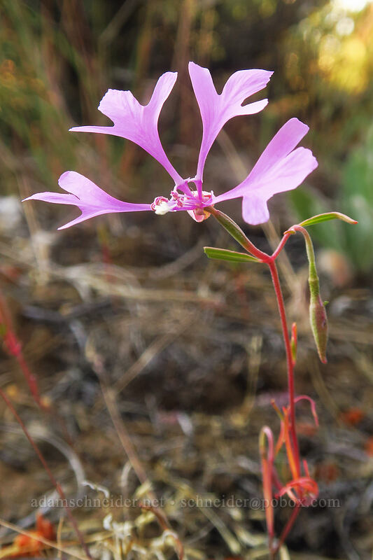 elkhorn clarkia (Clarkia pulchella) [Tygh Creek Trail, Badger Creek Wilderness, Wasco County, Oregon]