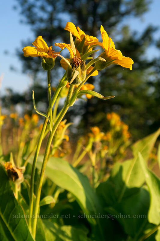 Carey's balsamroot (Balsamorhiza careyana) [Tygh Creek Trail, Badger Creek Wilderness, Wasco County, Oregon]