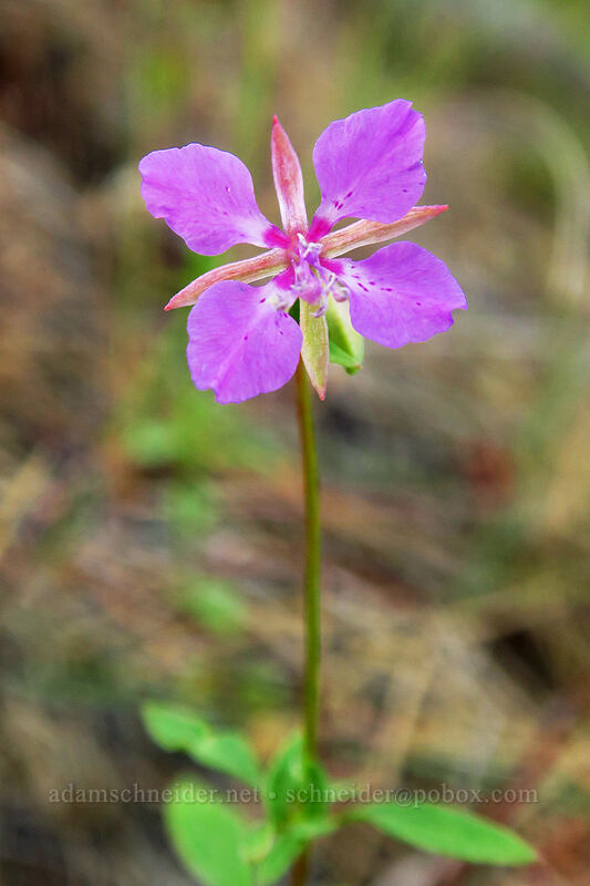 diamond clarkia (Clarkia rhomboidea) [Tygh Creek Trail, Badger Creek Wilderness, Wasco County, Oregon]