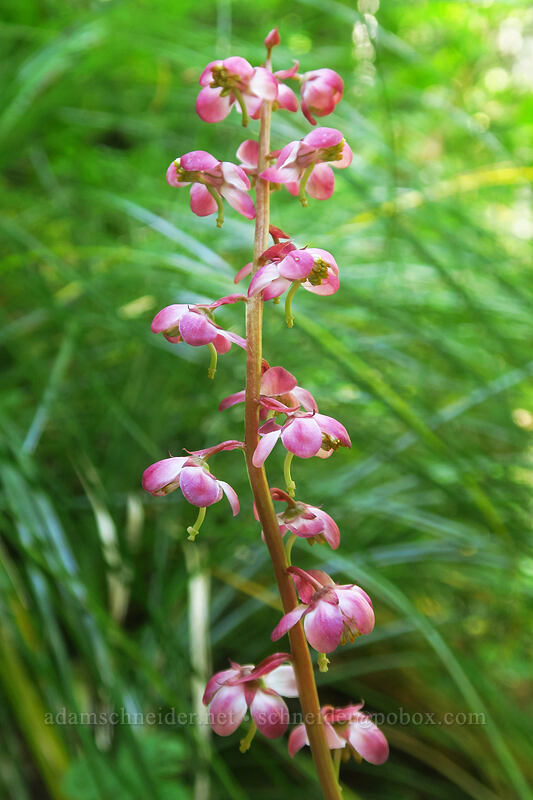 pink pyrola (Pyrola asarifolia) [Gate Creek Trail, Willamette National Forest, Linn County, Oregon]