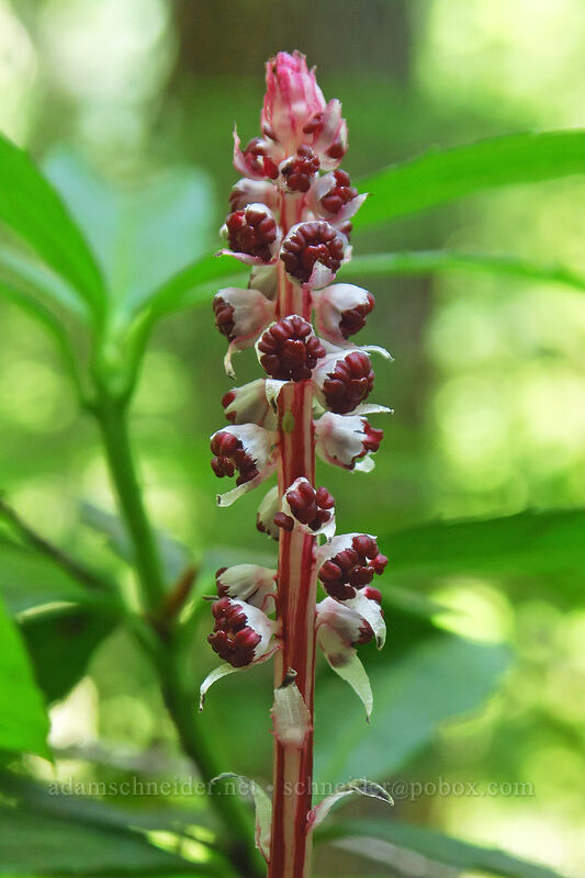 sugar-stick (Allotropa virgata) [Gate Creek Trail, Willamette National Forest, Linn County, Oregon]