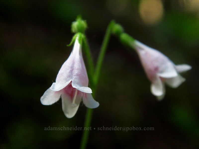 twinflower (Linnaea borealis) [Gate Creek Trail, Willamette National Forest, Linn County, Oregon]
