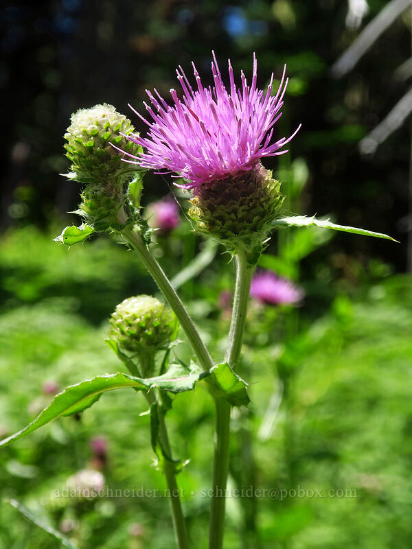 fringe-bract thistle (Cirsium remotifolium var. odontolepis) [Gate Creek Trail, Willamette National Forest, Linn County, Oregon]