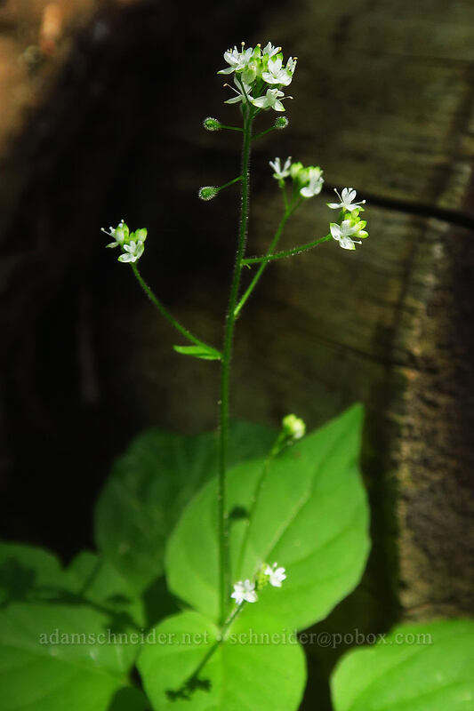 enchanter's nightshade (Circaea alpina ssp. pacifica) [Gate Creek Trail, Willamette National Forest, Linn County, Oregon]