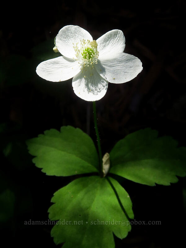 Columbia windflower (Anemone deltoidea (Anemonastrum deltoideum)) [Gate Creek Trail, Willamette National Forest, Linn County, Oregon]