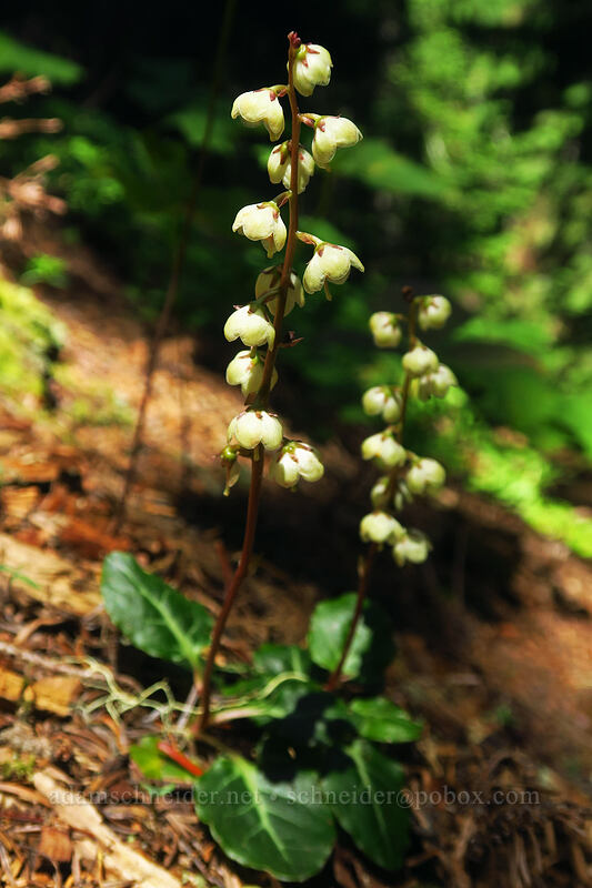 cryptic pyrola (Pyrola crypta (Pyrola picta)) [Gate Creek Trail, Willamette National Forest, Linn County, Oregon]