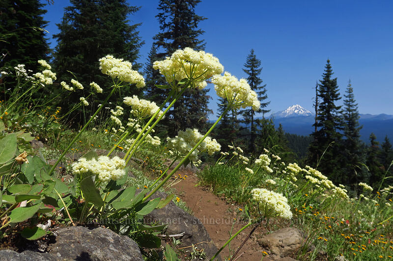 heart-leaf buckwheat (Eriogonum compositum) [Gate Creek Trail, Willamette National Forest, Linn County, Oregon]