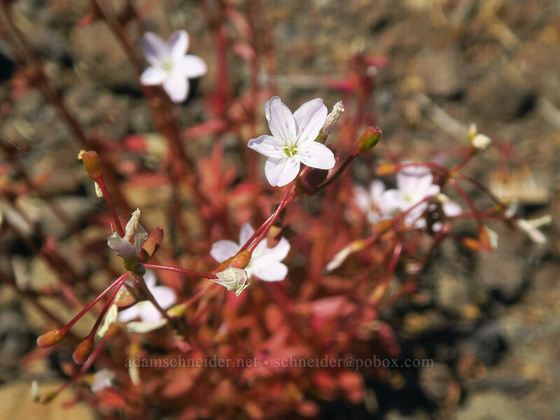 little-leaf montia (Montia parvifolia (Claytonia parvifolia)) [Gate Creek Trail, Willamette National Forest, Linn County, Oregon]