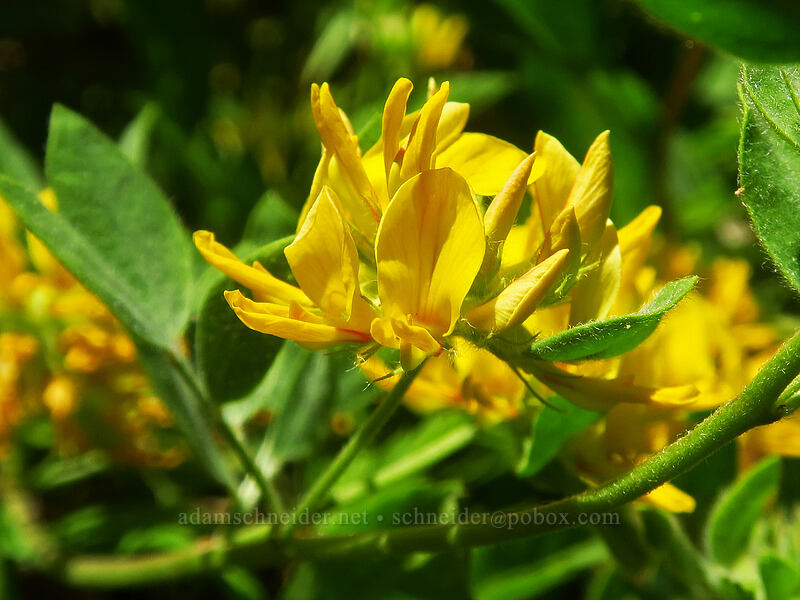 Nevada deer-vetch (Acmispon nevadensis (Lotus nevadensis)) [Gate Creek Trail, Willamette National Forest, Linn County, Oregon]