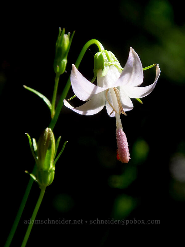 Scouler's harebell (Campanula scouleri) [Gate Creek Trail, Willamette National Forest, Linn County, Oregon]
