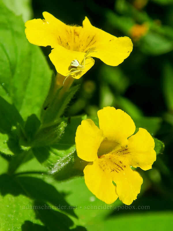 tiny crab spider on musk monkeyflower (Misumena vatia, Erythranthe moschata (Mimulus moschatus)) [Gate Creek Trail, Willamette National Forest, Linn County, Oregon]