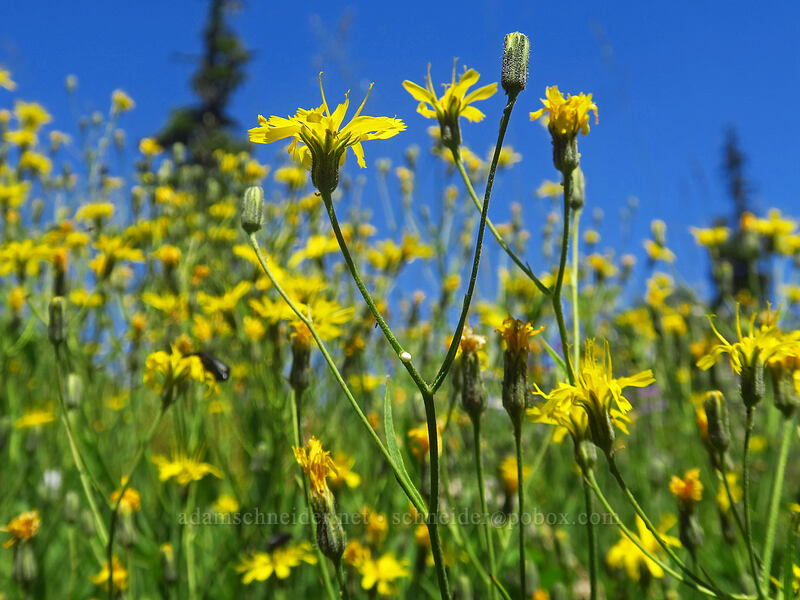 Scouler's hawkweed (Hieracium scouleri (Pilosella scouleri)) [Gate Creek Trail, Willamette National Forest, Linn County, Oregon]
