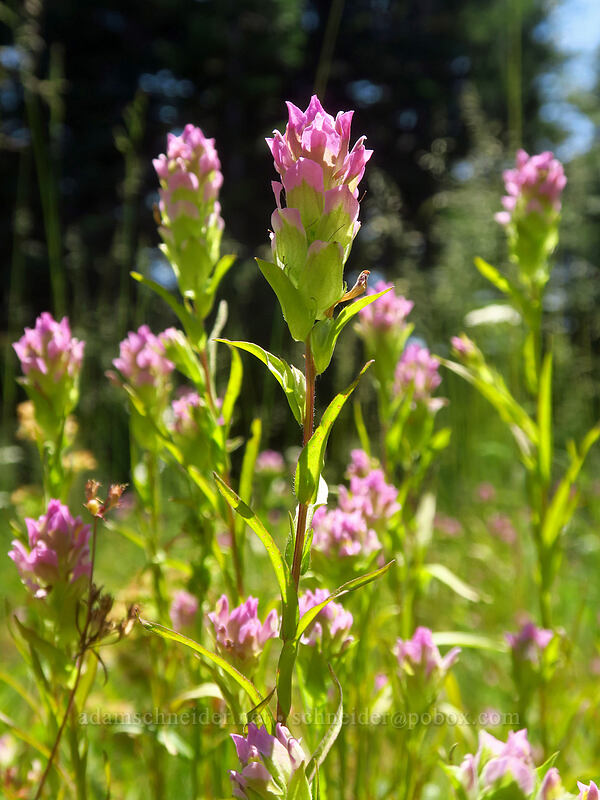 mountain owl's-clover (Orthocarpus imbricatus) [Gate Creek Trail, Willamette National Forest, Linn County, Oregon]