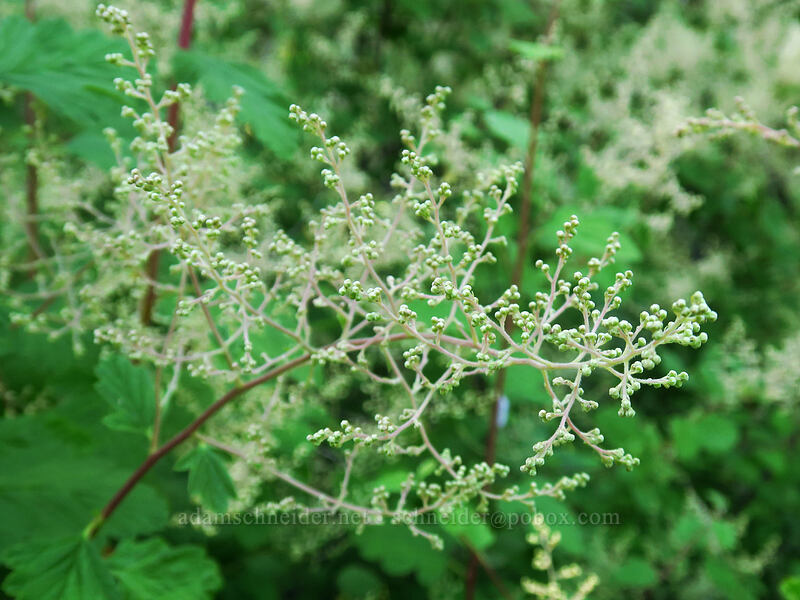 ocean spray, budding (Holodiscus discolor) [Gate Creek Trail, Willamette National Forest, Linn County, Oregon]