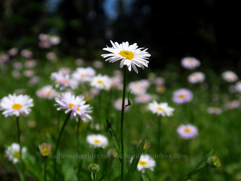 Alice's fleabane (Erigeron aliceae) [Gate Creek Trail, Willamette National Forest, Linn County, Oregon]