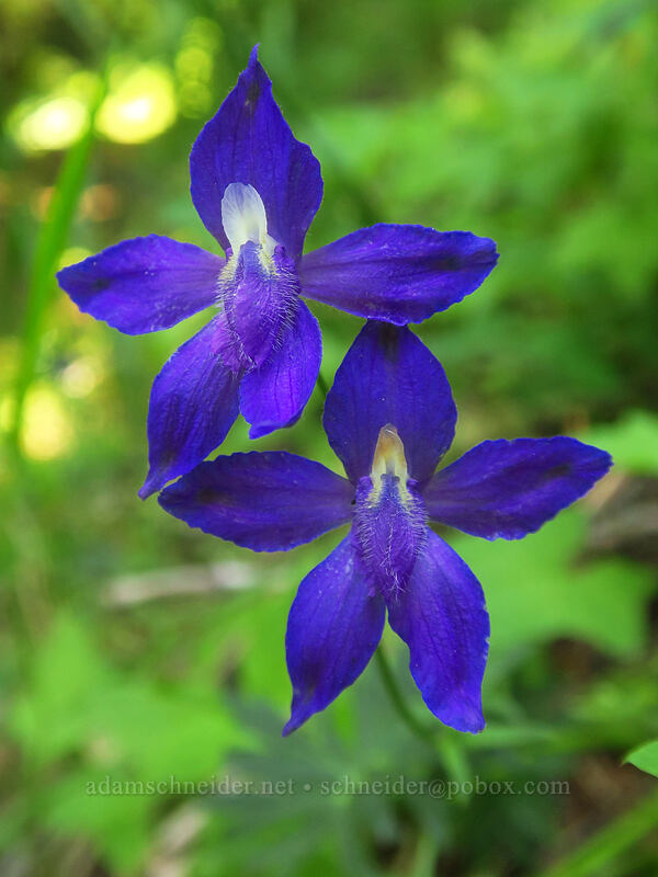 Menzies' larkspur (Delphinium menziesii) [Gate Creek Trail, Willamette National Forest, Linn County, Oregon]