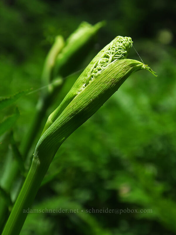 sharp-tooth angelica, budding (Angelica arguta) [Gate Creek Trail, Willamette National Forest, Linn County, Oregon]