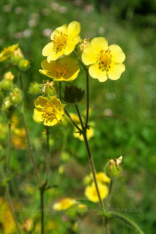 sticky cinquefoil (Drymocallis glandulosa (Potentilla glandulosa)) [Gate Creek Trail, Willamette National Forest, Linn County, Oregon]