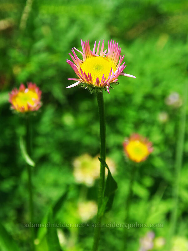 Alice's fleabane (Erigeron aliceae) [Heart Lake Trail, Willamette National Forest, Linn County, Oregon]