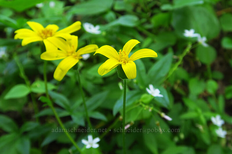 broad-leaf arnica (Arnica latifolia) [Browder Ridge, Willamette National Forest, Linn County, Oregon]