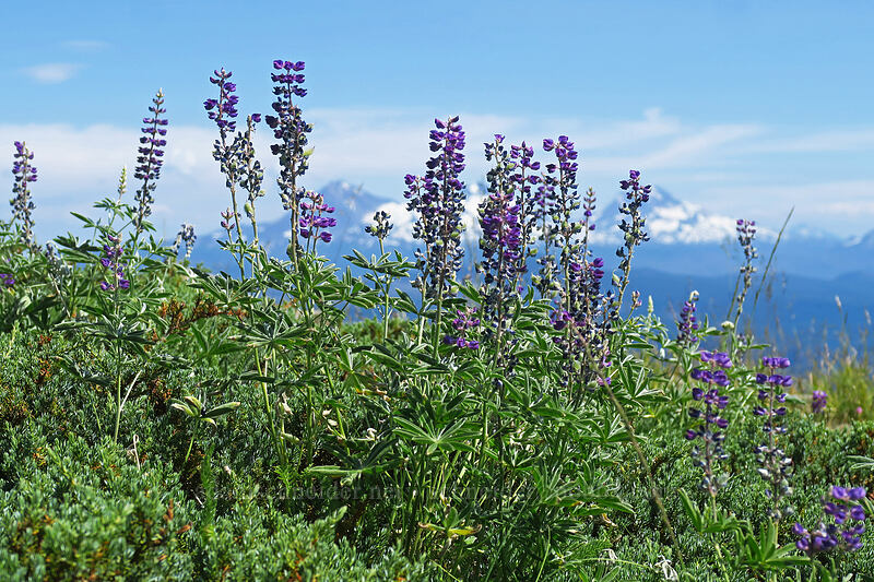 spurred lupines (Lupinus arbustus) [Browder Ridge, Willamette National Forest, Linn County, Oregon]