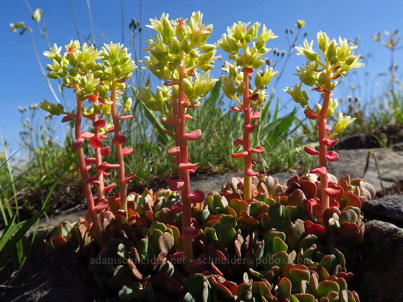 creamy stonecrop (Sedum oregonense) [Browder Ridge, Willamette National Forest, Linn County, Oregon]
