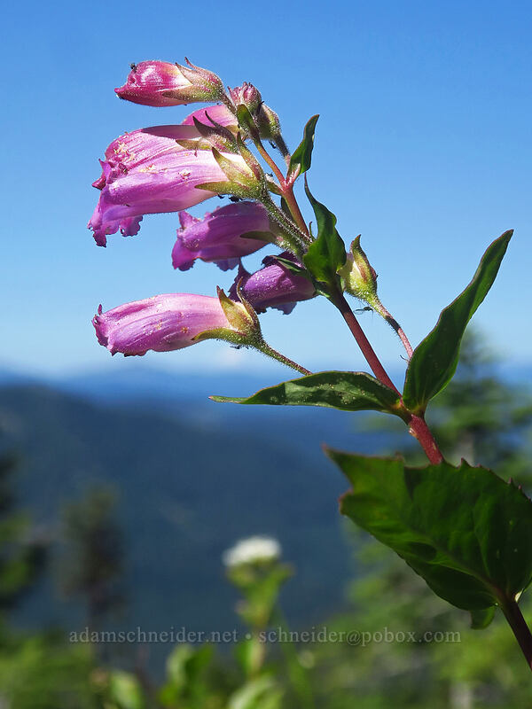 turtle-head (woodland beard-tongue) (Nothochelone nemorosa) [Browder Ridge, Willamette National Forest, Linn County, Oregon]